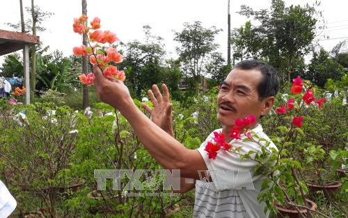 Thực hư việc hoa giấy sử dụng thuốc gây ung thư ảnh 1